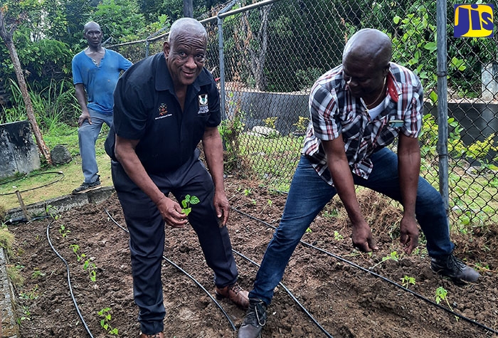 Minister of State in the Ministry of Agriculture, Fisheries and Mining, Hon. Franklin Witter (left) and Rural Agricultural Development Authority (RADA) St. Thomas Parish Advisory Board Committee Chairman, Dean Jones, plant Scotch bonnet peppers in the garden established at the Trinityville Primary School on Labour Day (May 23). 